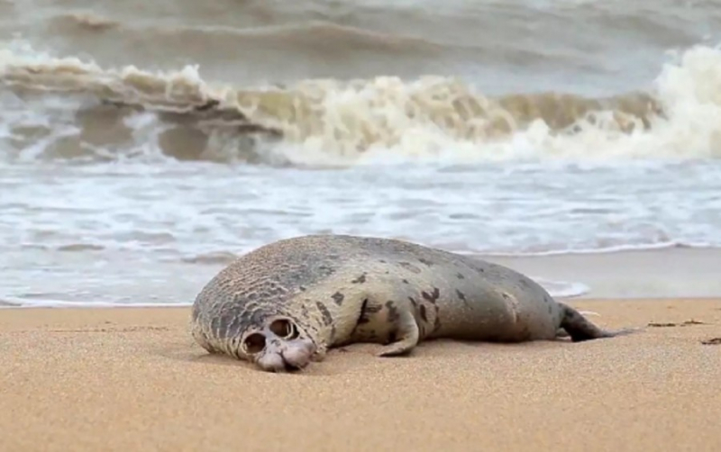 Свыше 2 тыс тюленей погибло в Каспийском море из-за свалок