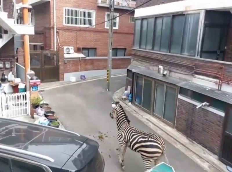 Сбежавшая из зоопарка зебра прогулялась по улицам Сеула (видео)
