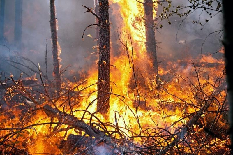 В Испании из-за лесных пожаров из восьми городов эвакуированы 600 человек