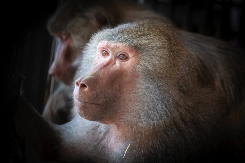 Ташкентский зоопарк пополнился обезьянами с «серебряными плащами». Фото и Видео 
