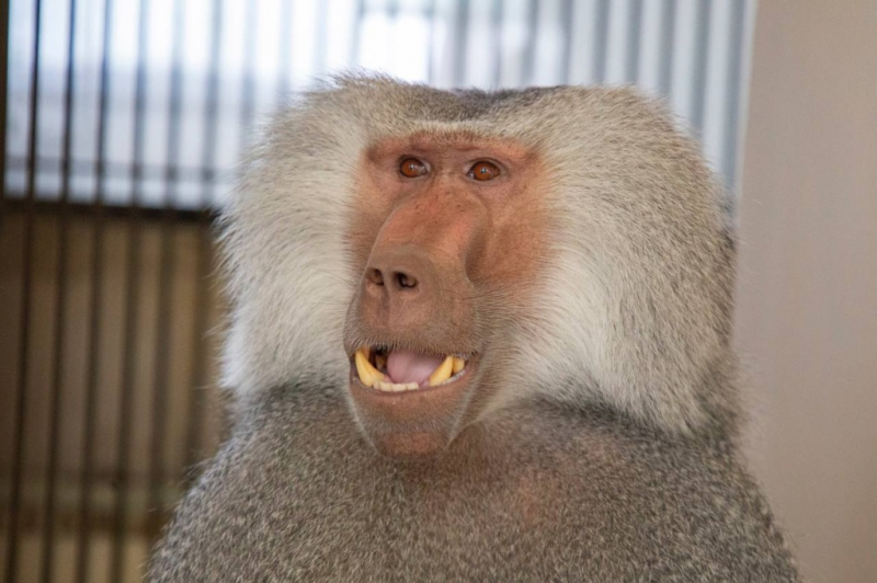 Ташкентский зоопарк пополнился обезьянами с «серебряными плащами». Фото и Видео 