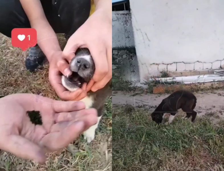 В Намангане подросток заставил щенка проглотить насвай, записал на видео его мучения и выложил в соцсетях   