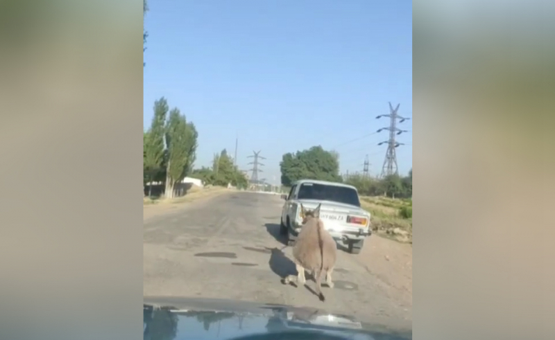 Живодер, который привязал осла к автомобилю, и катался так с ним, получил штраф всего в 330 тысяч сумов. Видео    
