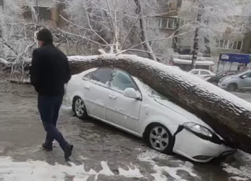 Из-за снегопада дерево упало на автомобиль Gentra. Никто не пострадал. Видео