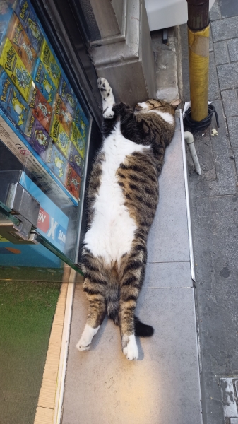 Как живет «кошачья столица»?  Фоторепортаж из Стамбула