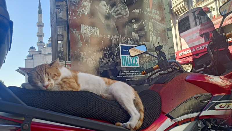 Как живет «кошачья столица»?  Фоторепортаж из Стамбула