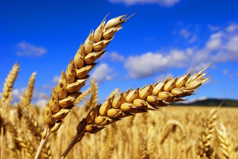 Узбекистан остается главным импортером казахстанской пшеницы