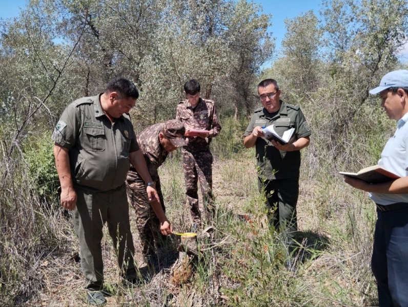 Тысячи неполиваемых деревьев и приписки. В трех областях выявили нарушения при реализации программы «Яшил макон»