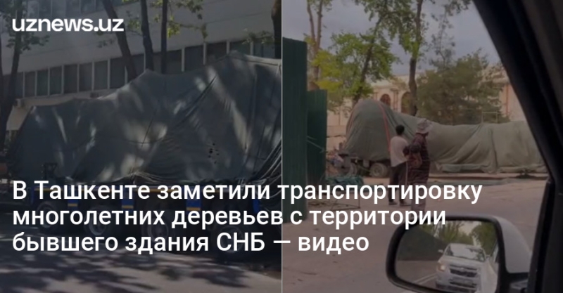 В Ташкенте заметили транспортировку многолетних деревьев с территории бывшего здания СНБ — видео