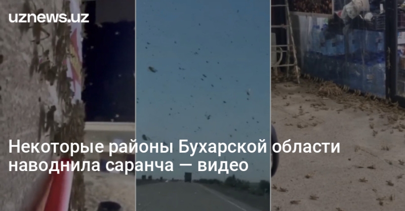 Некоторые районы Бухарской области наводнила саранча — видео