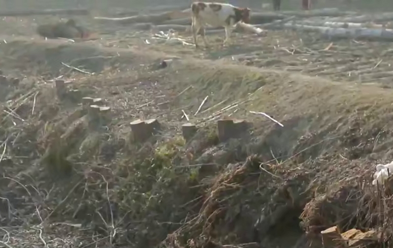 В Самаркандской области срубили деревья, ссылаясь на «решение президента». Начата проверка. Видео