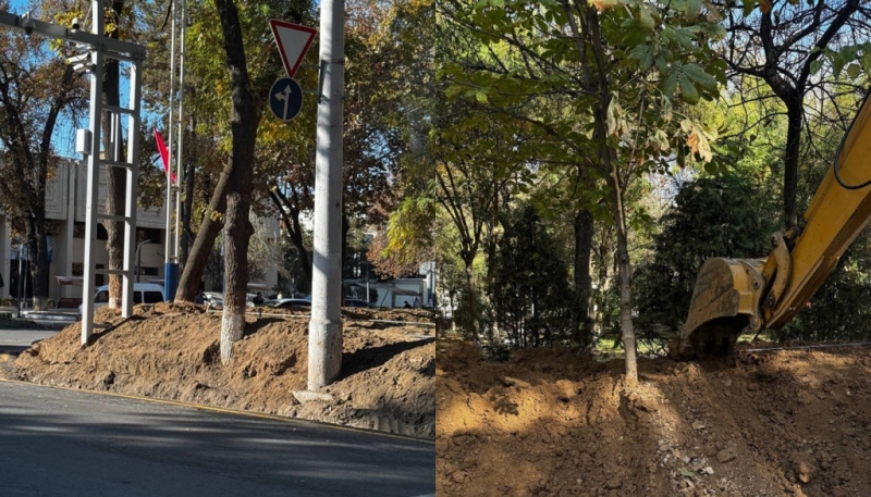 В Ташкенте спорят о спасении аллеи. Чиновники говорят «всё под контролем», экологи — «деревья гибнут»