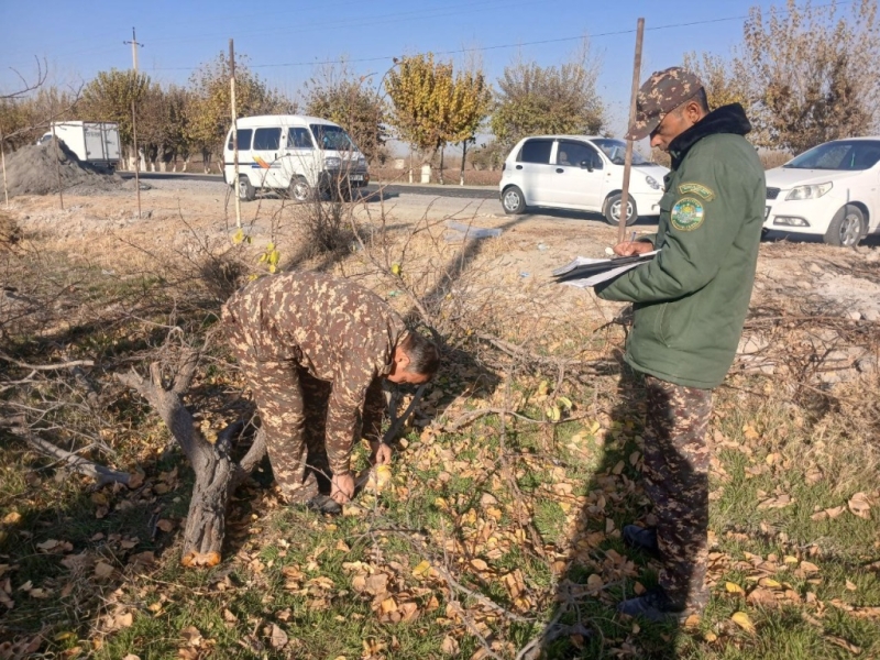 Дровосека из Самарканда обязали заплатить крупный штраф и посадить в 10 раз больше деревьев