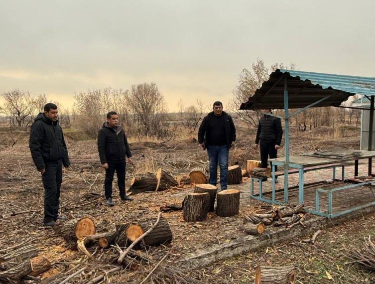 У Ташморя незаконно вырубили деревья на сумму более 200 миллионов сумов. Видео