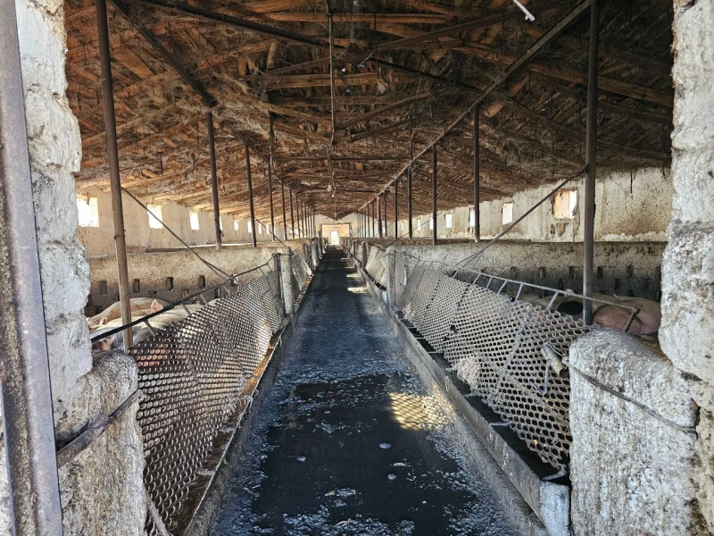 Власти прикрыли незаконную свиноферму в Самаркандской области: владелец по ночам сжигал автопокрышки