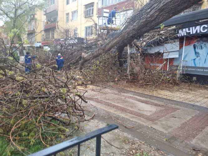 Жителей столицы просят проявлять осторожность из-за угрозы падения деревьев