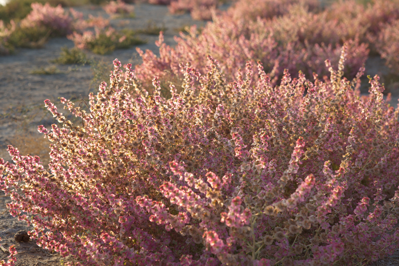 Семья, которая сохранила гиждуванскую керамику: семь поколений мастеров и три ремесла